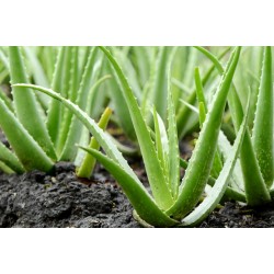 جل الصبار ناتشورال ريبيت Nature Repeat Aloe Vera Soothing Gel Green 300 ml